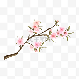 春天粉色桃花图片_水彩花卉桃花枝叶