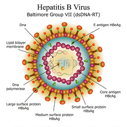 b病毒png图片_乙型肝炎病毒粒子结构的关系图