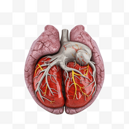 医疗医学组织器官人体肺
