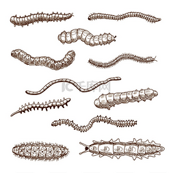 绿毛毛虫图片_复古雕刻风格的昆虫素描，包括蝴