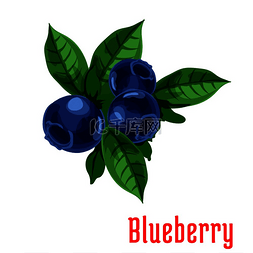蓝莓有机果汁图片_蓝莓果实一束孤立的蓝莓茎上有叶