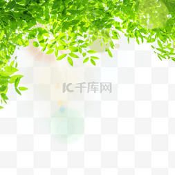 光效叶子图片_光效夏天绿叶热带边框