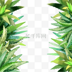 亚热带丛林图片_翠绿水彩植物芦荟边框