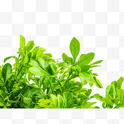 米兰图片_绿色植物树苗