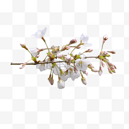 樱花花苞图片_樱花花苞白色树枝植物