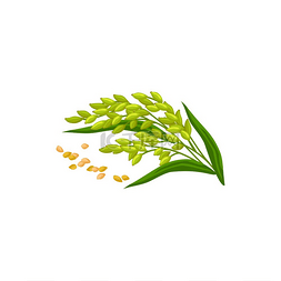 绿色燕麦植物和种子分离有机谷物