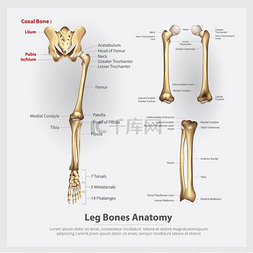 人体解剖学腿骨矢量图