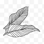 黑白线条叶子线稿热带植物花卉