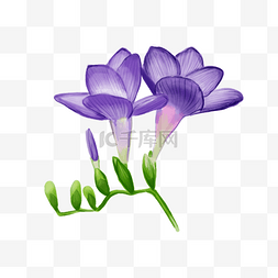 小苍兰花卉紫色水彩