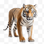 一只老虎免扣摄影动物