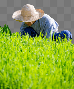 农民插秧园丁草地