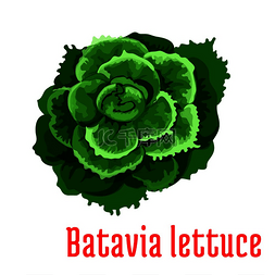 巴达维亚生菜植物图标孤立的多叶