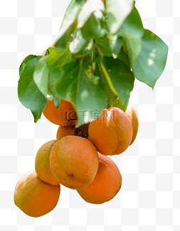 甜杏水果果树