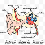 人耳结构解剖医学插图