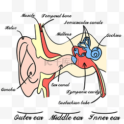 人体结构手绘图片_人耳结构解剖医学插图