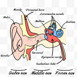 人耳矢量图片_人耳结构解剖医学插图