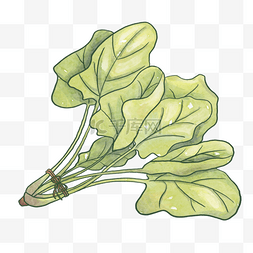 菠菜画图片_一捆食用菠菜叶子剪贴画
