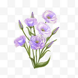 紫色花水彩图片_水彩洋桔梗紫色花卉