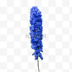 飞燕草植物花卉蓝色园林