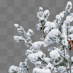 冬天雪景树枝图片_冬季下雪积雪树枝