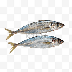 海鲜水产鲅鱼