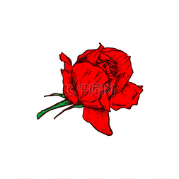 现实的玫瑰图片_红玫瑰花孤立开花植物素描。