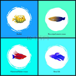 有鱼的海报图片_和斗鱼海报套装花丝闪光鱼和蓝条