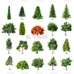 albero图片_树木被隔绝在白色背景上的一组。