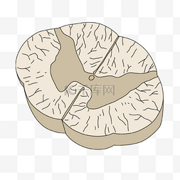 脑内的神经图片_神经病学脊髓脊神经插画
