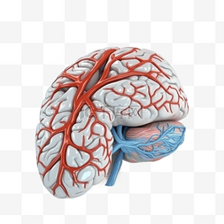 人体器官大脑图片_医学医疗人体器官组织大脑