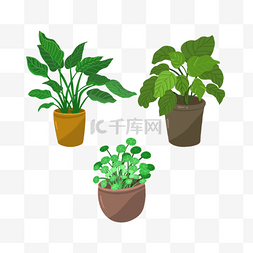三盆可爱的室内盆栽植物
