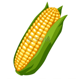 成熟蔬菜图片_甜甜的金色成熟玉米的插图。