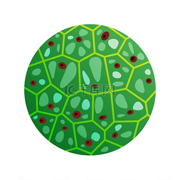 圆形绿色细胞与微生物载体在生物