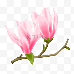 粉色白玉兰花朵图片_茂盛玉兰花