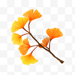 银杏树叶水彩黄色