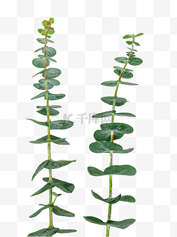 尤加利植物图片_尤加利绿叶枝条