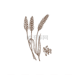 小图标单色图片_或去壳小麦穗和谷粒分离的单色图