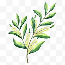 水彩茶树植物枝条
