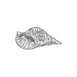 素描海贝壳、矢量海螺、雕刻的海