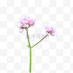 柳叶马鞭草鲜花摄影图花瓣植物