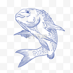 食物海图片_蓝色线条线描锦鲤鱼