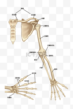 骨骨骼图片_人体结构手部骨骼