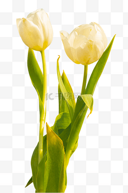 白色鲜花花束鲜花图片_白色郁金香鲜花花枝