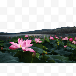 莲子芯图片_湖南长沙夜晚荷塘月色日落荷花