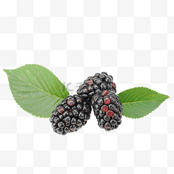 新水果图片_黑莓果新鲜水果