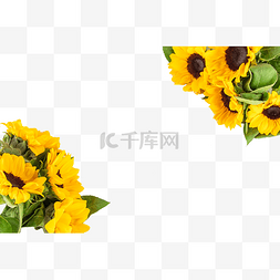 向日葵太阳花花卉图片_向日葵鲜花花卉