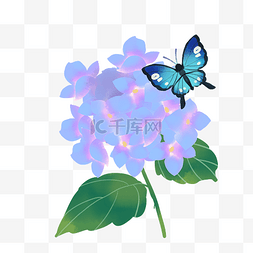 蓝色绣球花蝴蝶