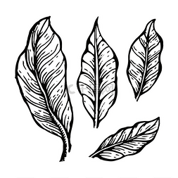 咖啡树叶草图，手绘元素和咖啡叶