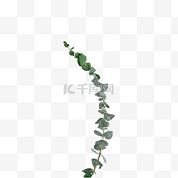 树叶装饰纹路图片_尤加利叶季节绿色纹路