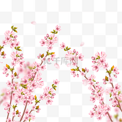 春天粉色唯美的光效樱花枝条
